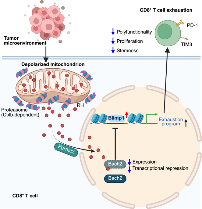 Regulatory heme: a mitochondria-to-nucleus messenger of CD8+ T-cell exhaustion