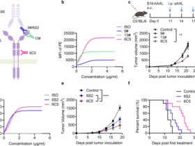 Reprogramming the tumor microenvironment with antibody against membrane-proximal AXL to overcome immune checkpoint blockade resistance