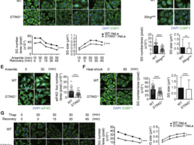 STING is the scaffold protein for stress granule pre-condensation at the ER