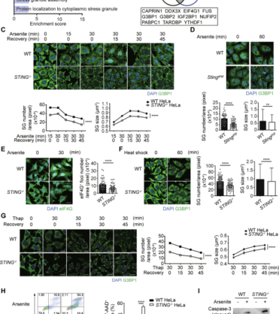 STING is the scaffold protein for stress granule pre-condensation at the ER