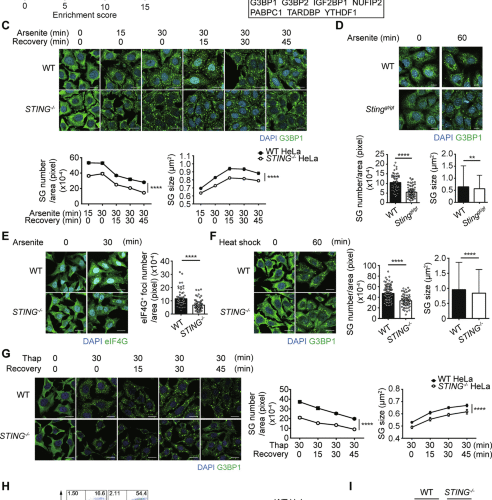 STING is the scaffold protein for stress granule pre-condensation at the ER
