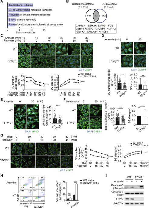 STING is the scaffold protein for stress granule pre-condensation at the ER