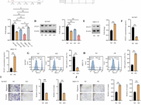 Secreted SULF1 protein modulates CD8 + T cell exhaustion by promoting TAM polarization in gastric cancer