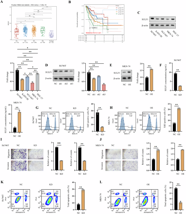 Secreted SULF1 protein modulates CD8 + T cell exhaustion by promoting TAM polarization in gastric cancer