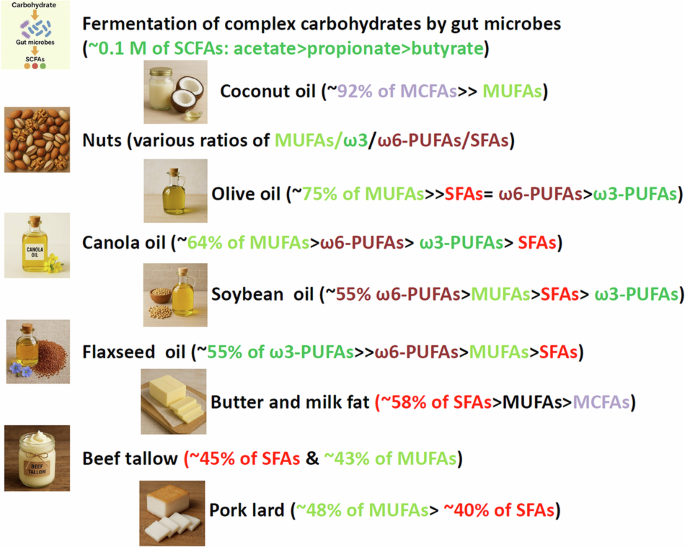 Short-, medium-, versus long-chain fatty acids: mechanisms of immunomodulation and disease pathogenesis