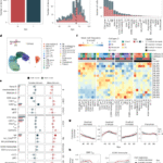 Single-cell analysis of the human immune system reveals sex-specific dynamics of immunosenescence