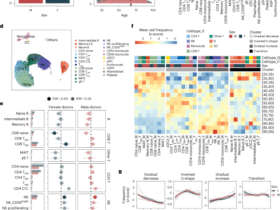 Single-cell analysis of the human immune system reveals sex-specific dynamics of immunosenescence
