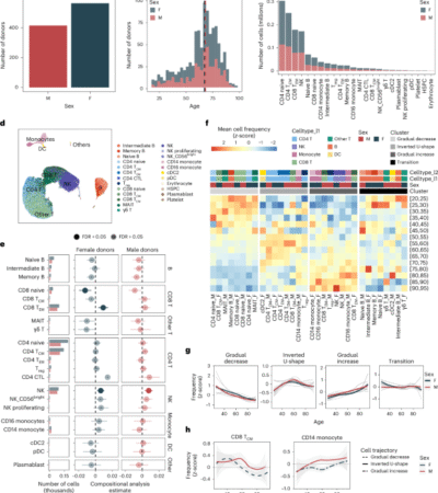 Single-cell analysis of the human immune system reveals sex-specific dynamics of immunosenescence