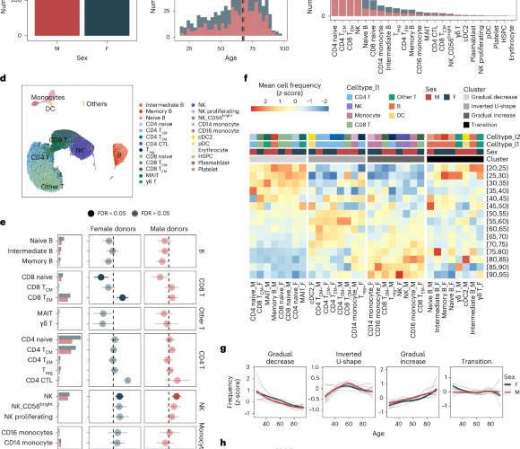 Single-cell analysis of the human immune system reveals sex-specific dynamics of immunosenescence