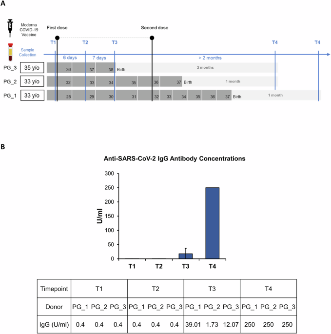 Single-cell mapping of peripheral immune dynamics in pregnant women after Moderna mRNA COVID-19 vaccination