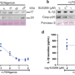 TH5487 specifically targets NLRP3 in FCAS patients resistant to MCC950