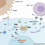 Targeting CAFs-derived PCSK6 inhibits redistribution of PD-L1 and restores response of CD8+T cells against colorectal cancer