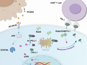 Targeting CAFs-derived PCSK6 inhibits redistribution of PD-L1 and restores response of CD8+T cells against colorectal cancer