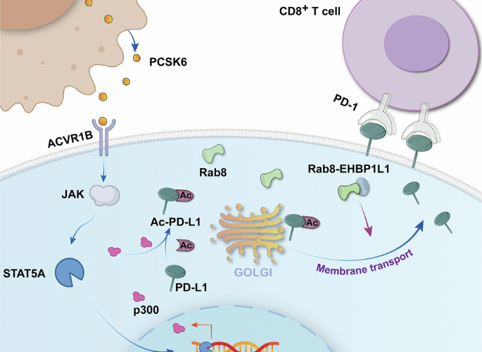 Targeting CAFs-derived PCSK6 inhibits redistribution of PD-L1 and restores response of CD8+T cells against colorectal cancer