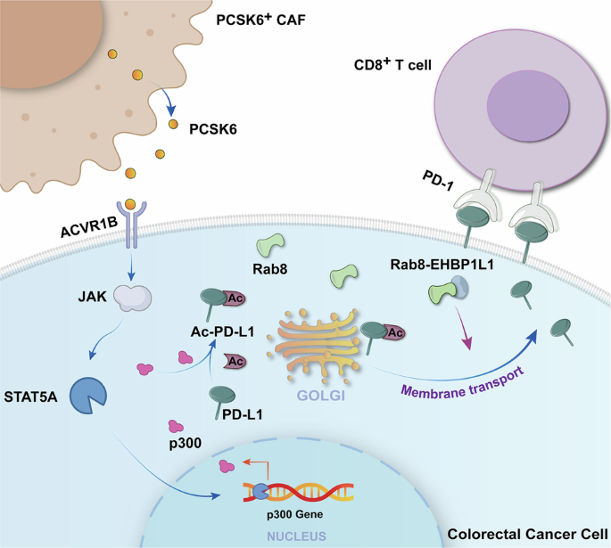 Targeting CAFs-derived PCSK6 inhibits redistribution of PD-L1 and restores response of CD8+T cells against colorectal cancer