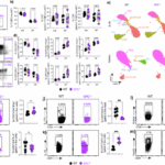 Th17 cells require the DNA repair sensor xeroderma pigmentosum complementation Group C to control oxidative DNA damage in a murine model