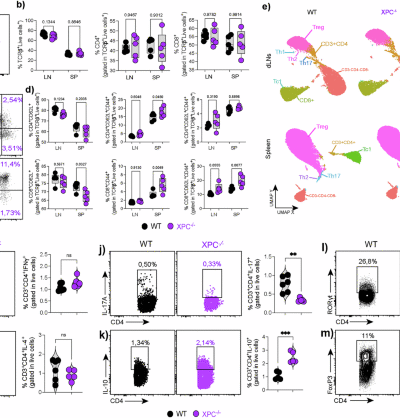 Th17 cells require the DNA repair sensor xeroderma pigmentosum complementation Group C to control oxidative DNA damage in a murine model