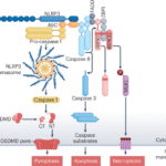 The PANoptosis hypothesis examined | Nature Reviews Molecular Cell Biology