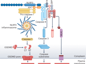 The PANoptosis hypothesis examined | Nature Reviews Molecular Cell Biology