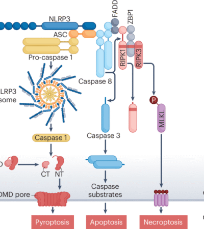 The PANoptosis hypothesis examined | Nature Reviews Molecular Cell Biology