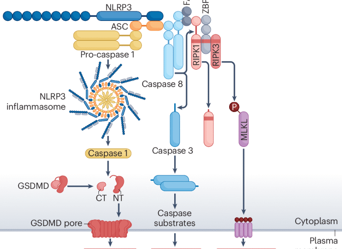 The PANoptosis hypothesis examined | Nature Reviews Molecular Cell Biology