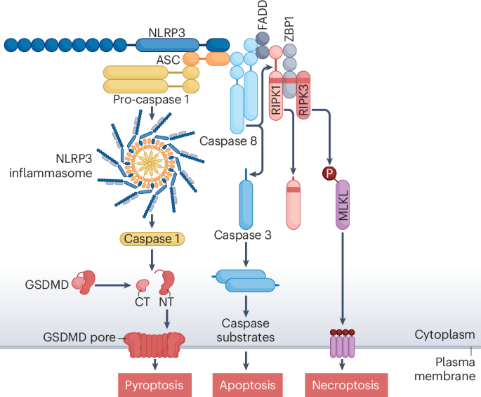 The PANoptosis hypothesis examined | Nature Reviews Molecular Cell Biology