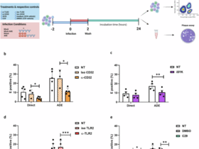 The contributions of TLR2, TLR8 and TLR3 to direct and antibody-dependent enhancement of dengue virus serotype 2 infection
