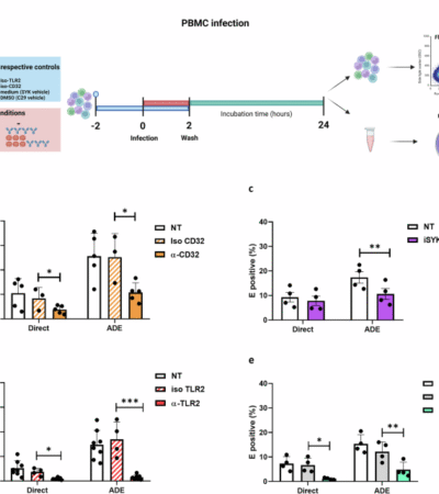 The contributions of TLR2, TLR8 and TLR3 to direct and antibody-dependent enhancement of dengue virus serotype 2 infection