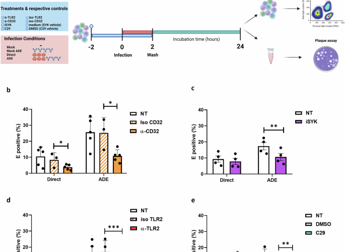 The contributions of TLR2, TLR8 and TLR3 to direct and antibody-dependent enhancement of dengue virus serotype 2 infection