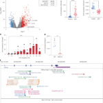 The long noncoding RNA lnc13 restrains inflammatory responses to maintain oral tolerance to gluten