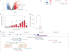 The long noncoding RNA lnc13 restrains inflammatory responses to maintain oral tolerance to gluten