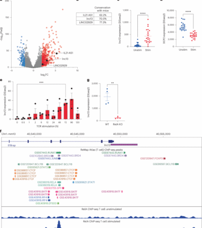 The long noncoding RNA lnc13 restrains inflammatory responses to maintain oral tolerance to gluten