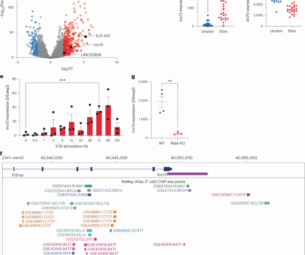 The long noncoding RNA lnc13 restrains inflammatory responses to maintain oral tolerance to gluten