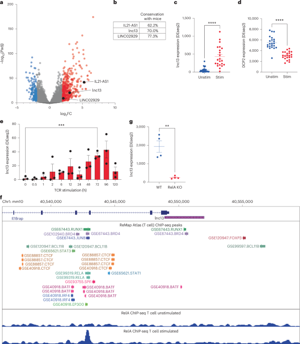 The long noncoding RNA lnc13 restrains inflammatory responses to maintain oral tolerance to gluten