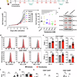 Therapeutic targeting of BCL-2 during CART cell production augments potency through non-apoptotic adaptive changes