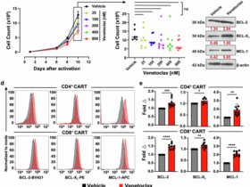 Therapeutic targeting of BCL-2 during CART cell production augments potency through non-apoptotic adaptive changes