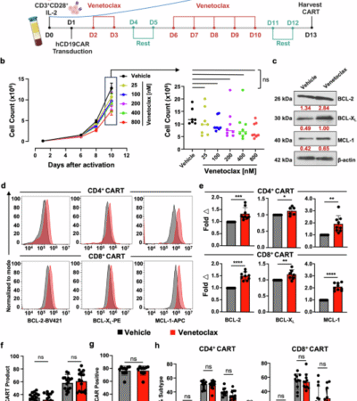 Therapeutic targeting of BCL-2 during CART cell production augments potency through non-apoptotic adaptive changes