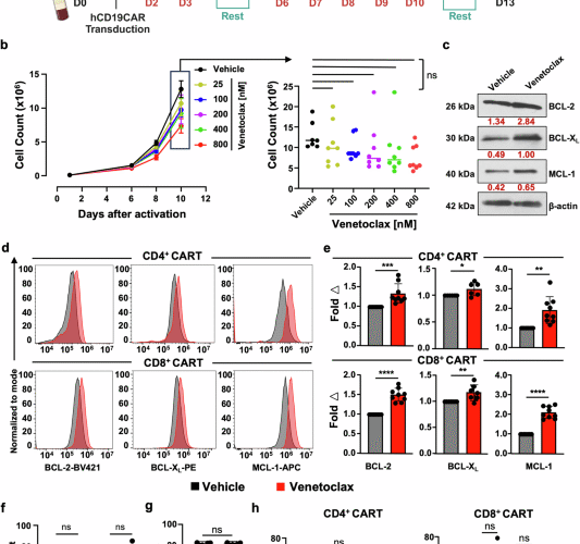 Therapeutic targeting of BCL-2 during CART cell production augments potency through non-apoptotic adaptive changes