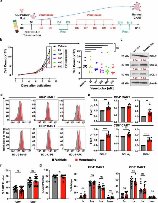 Therapeutic targeting of BCL-2 during CART cell production augments potency through non-apoptotic adaptive changes