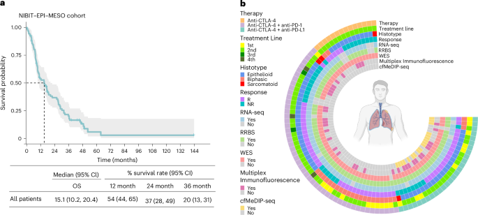 Tumor DNA methylation subtypes predict immunotherapy outcomes in pleural mesothelioma patients in the NIBIT-EPI-MESO study