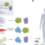 Tuning the immune response to mRNA vaccines