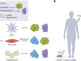 Tuning the immune response to mRNA vaccines