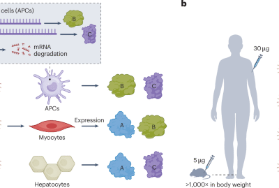 Tuning the immune response to mRNA vaccines