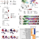 Type I interferon drives T cell responses to amyloid beta in the central nervous system