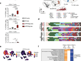 Type I interferon drives T cell responses to amyloid beta in the central nervous system