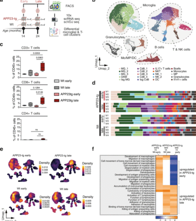 Type I interferon drives T cell responses to amyloid beta in the central nervous system