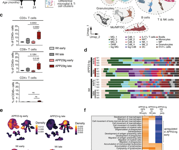Type I interferon drives T cell responses to amyloid beta in the central nervous system
