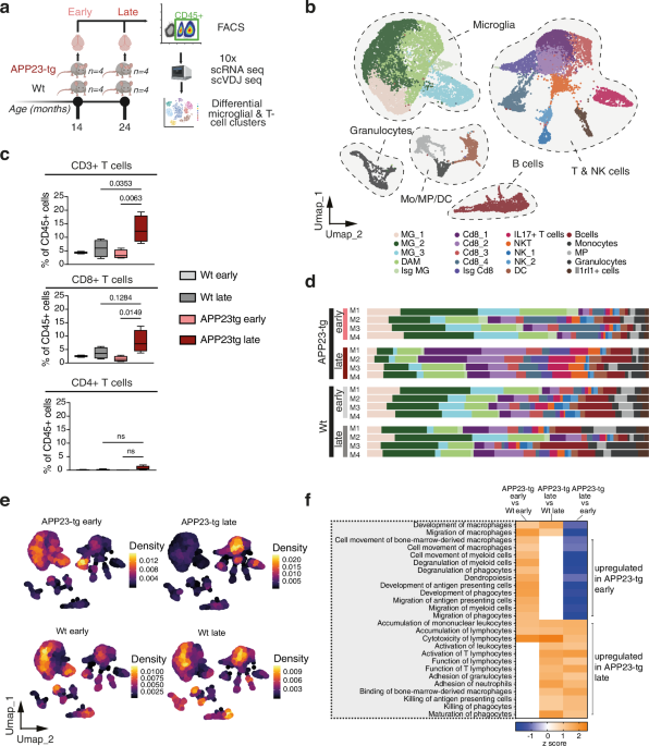 Type I interferon drives T cell responses to amyloid beta in the central nervous system