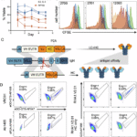 Vaccine elicitation of HIV broadly neutralizing antibodies from genome-edited B cells in non-human primates and derived lymphoid organoids