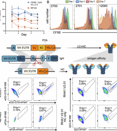 Vaccine elicitation of HIV broadly neutralizing antibodies from genome-edited B cells in non-human primates and derived lymphoid organoids